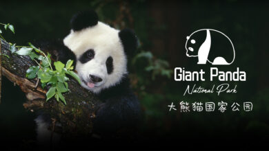 NIO GIant Panda